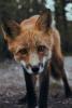 Fox image by Sunya via unsplash